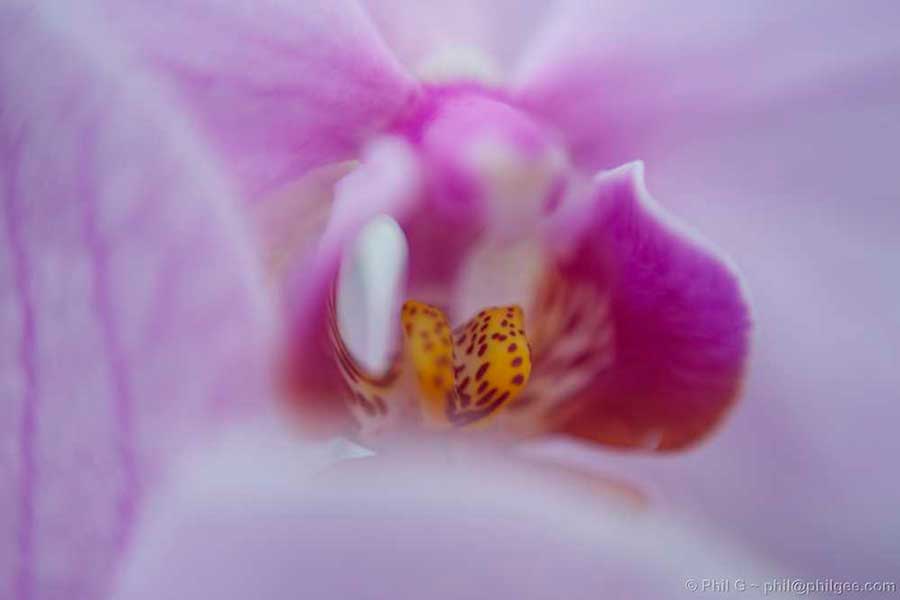 Reverse Mount 50mm Lens ƒ1.4  © Phil Gee