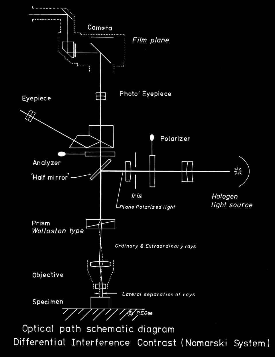 Nomarski DIC © Phil Gee