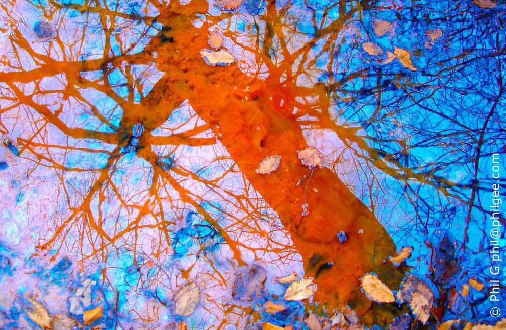 Dichbloom © Phil Gee