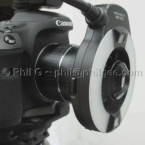 Ext Tubes + 3§mm and Ring Flash© Phil Gee