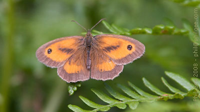 Copyright © Phil Gee