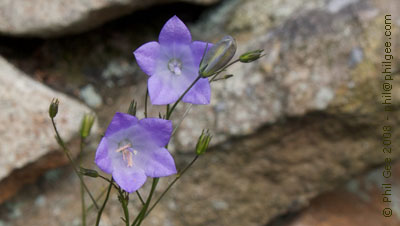 Copyright © Phil Gee