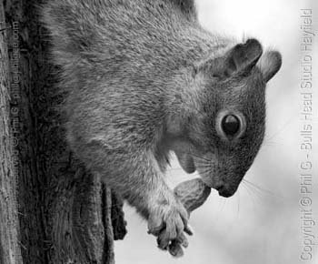 Red Channel only- (c) Phil Gee