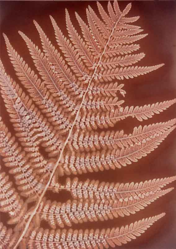 Fern © Phil Gee
